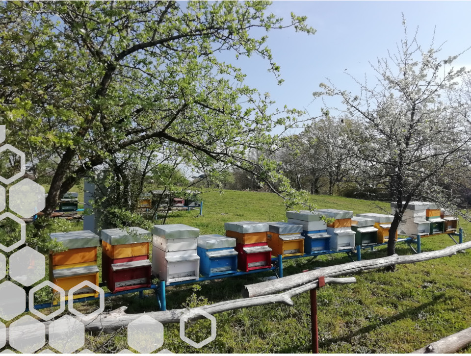 alveari apicoltura bertuola